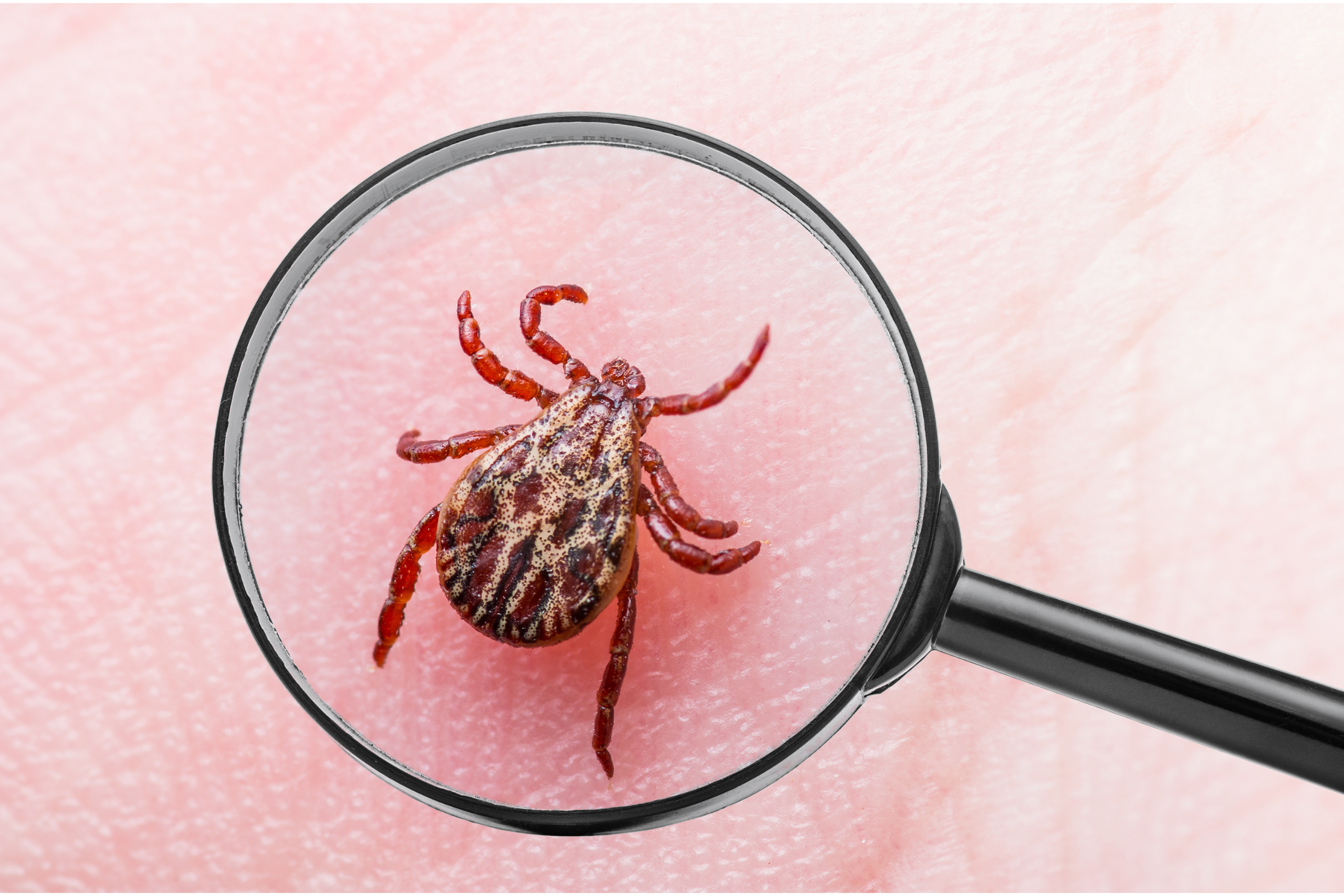 Increased awareness needed on dangers posed by ticks and Lyme Disease – Stanton